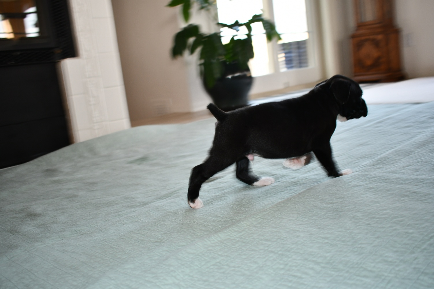 AKC Black Boxer Champion Boxer Puppy For Sale In Texas Boxer Breeder